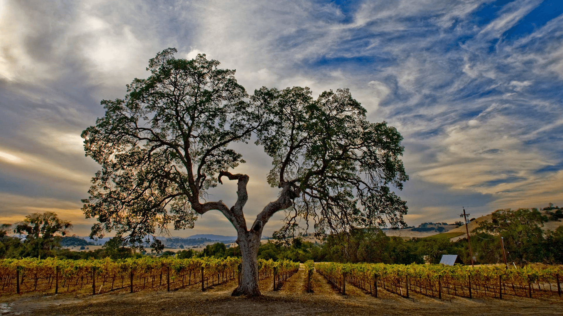 Large tree in front of a field with rows of small trees and a wide blue sky scattered with clouds.
